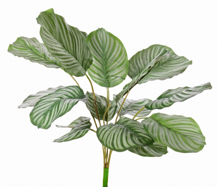 Calathea орбифолия