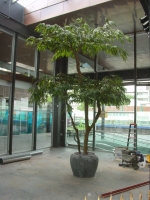 kunstbomen div, | Kunstplant.nl -Kunstplanten, kunstbomen, kunstbloemen, potten en bakken